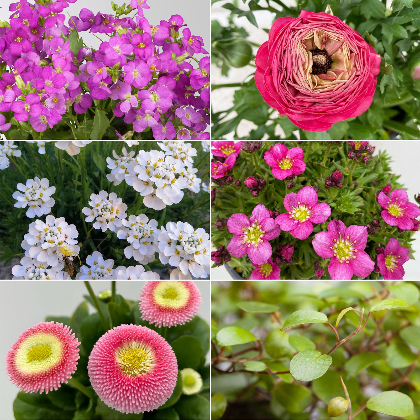 Pflanzenkreation Gartenromantik, 9 Pflanzen inkl. Erde und Dünger Pflanzenkreation Gartenromantik, 9 Pflanzen inkl. Erde und Dünger