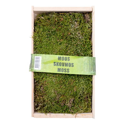 Waldmoos in der Holzkiste, ca. 25x13x7 cm
