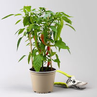 Kölle Naschgemüse Paprika Mix 'Pick-&-Joy®, Topf-Ø 14 cm, 4 Pflanzen