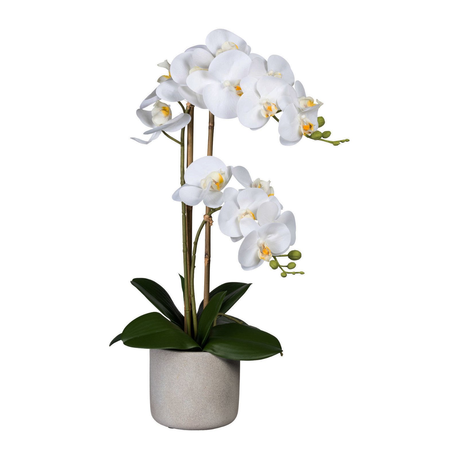 Künstliche Orchidee, Phalaenopsis, 2 Rispen, weiß, ca. 60 cm, 13 x 11 cm Zementtopf in grau