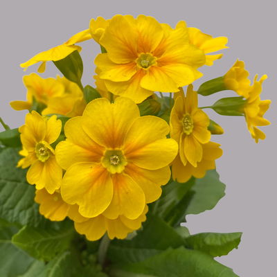 Garten-Schlüsselblume 'Solaris® Gold' goldgelb, Topf-Ø 13 cm, 6er-Set Garten-Schlüsselblume 'Solaris® Gold' goldgelb, Topf-Ø 13 cm, 6er-Set