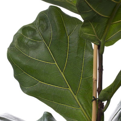 Geigenfeige, Topf-Ø 17 cm, Höhe ca. 45-65 cm Geigenfeige, Topf-Ø 17 cm, Höhe ca. 45-65 cm