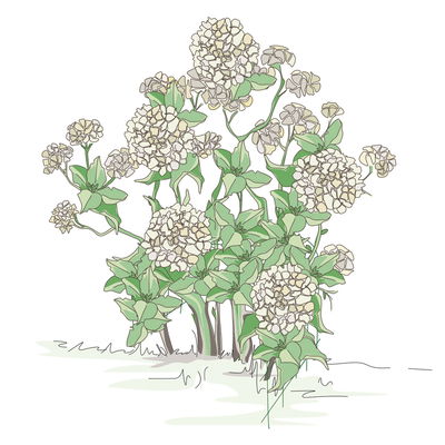 Bellissa Hortensienstütze 'ANNABELLE', 2er-Set, grün, H80 x L75 x L72 cm Bellissa Hortensienstütze 'ANNABELLE', 2er-Set, grün, H80 x L75 x L72 cm