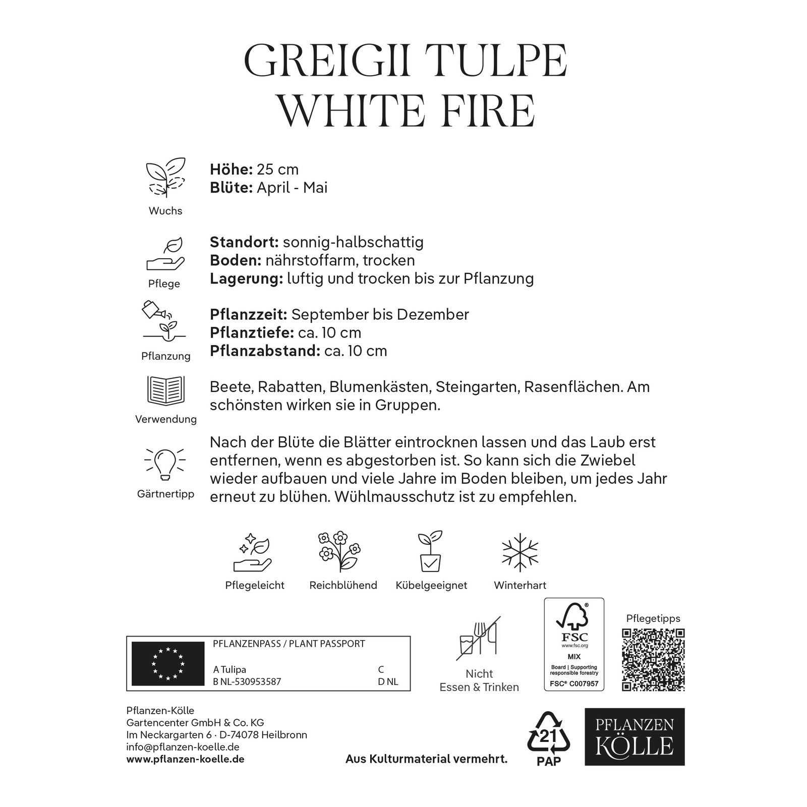 Greigii-Tulpe 'White Fire®', zweifarbig, 7 Blumenzwiebeln