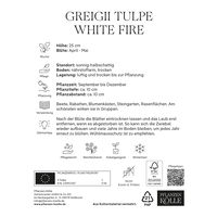 Greigii-Tulpe 'White Fire®', zweifarbig, 7 Blumenzwiebeln