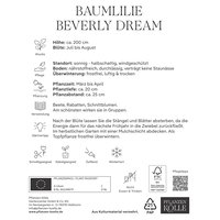Kölles Beste Baumlilie 'Beverly Dream', 2 Blumenknollen