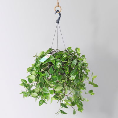 Dreimasterblume 'Green Hill', Ampeltopf-Ø 18 cm, Höhe ca. 35 cm