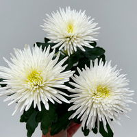 Chrysantheme 'Anastasia' weiß, großblumig, Topf-Ø 13 cm, 3 Stück