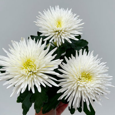 Chrysantheme 'Anastasia', weiß, großblumig, Topf-Ø 13 cm, 3 Pflanzen Chrysantheme 'Anastasia', weiß, großblumig, Topf-Ø 13 cm, 3 Pflanzen