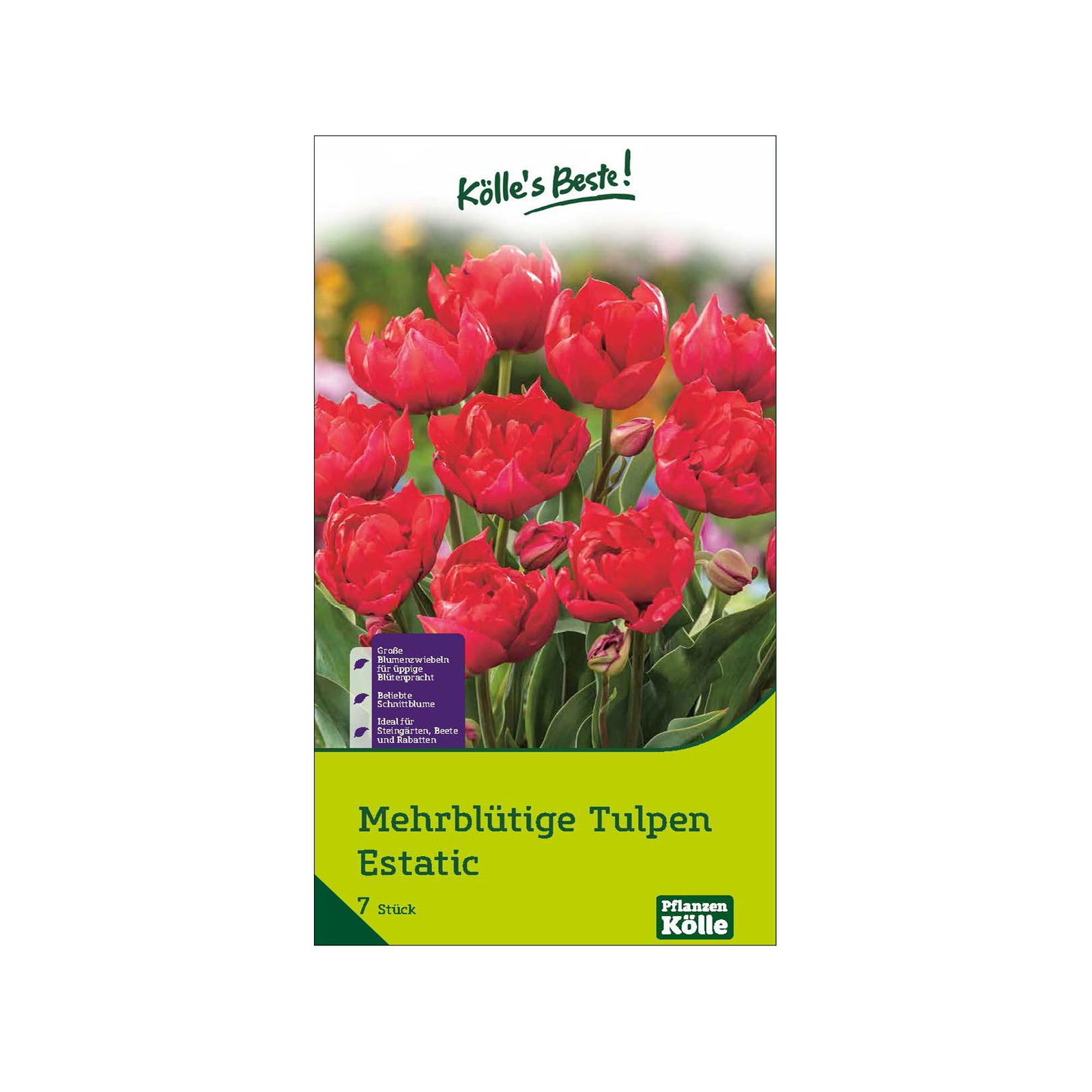 mehrblütige Tulpen 'Estatic', bordeauxrot, Größe 11/12, 7 Blumenzwiebeln