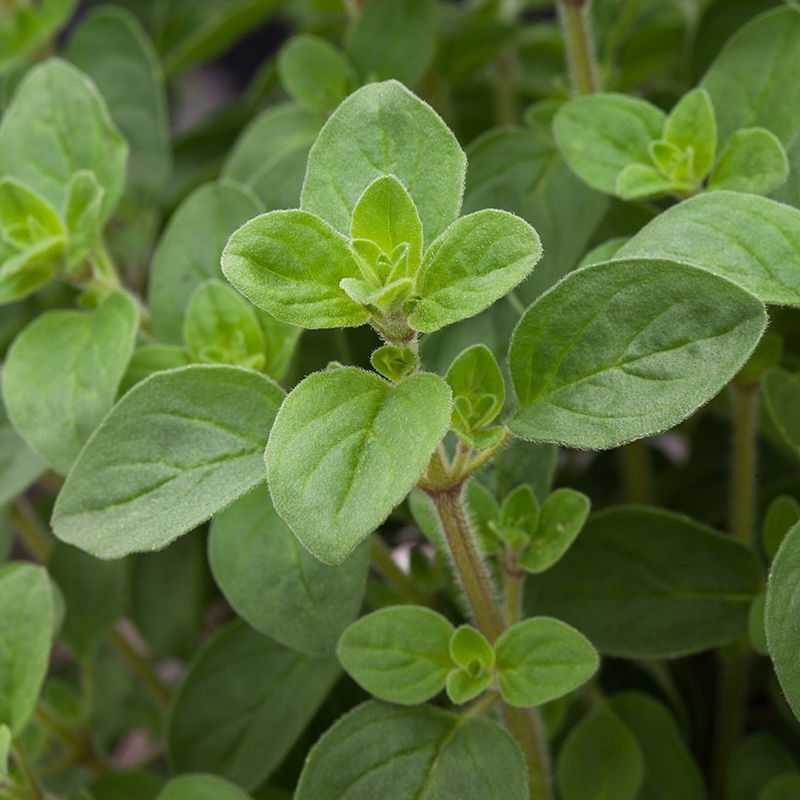Bio Oregano 'Supreme', TopfØ 12 cm online kaufen Pflanzen Kölle