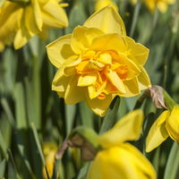 Narzisse 'Holland Chase' gelb, vorgetrieben, Topf-Ø 23 cm