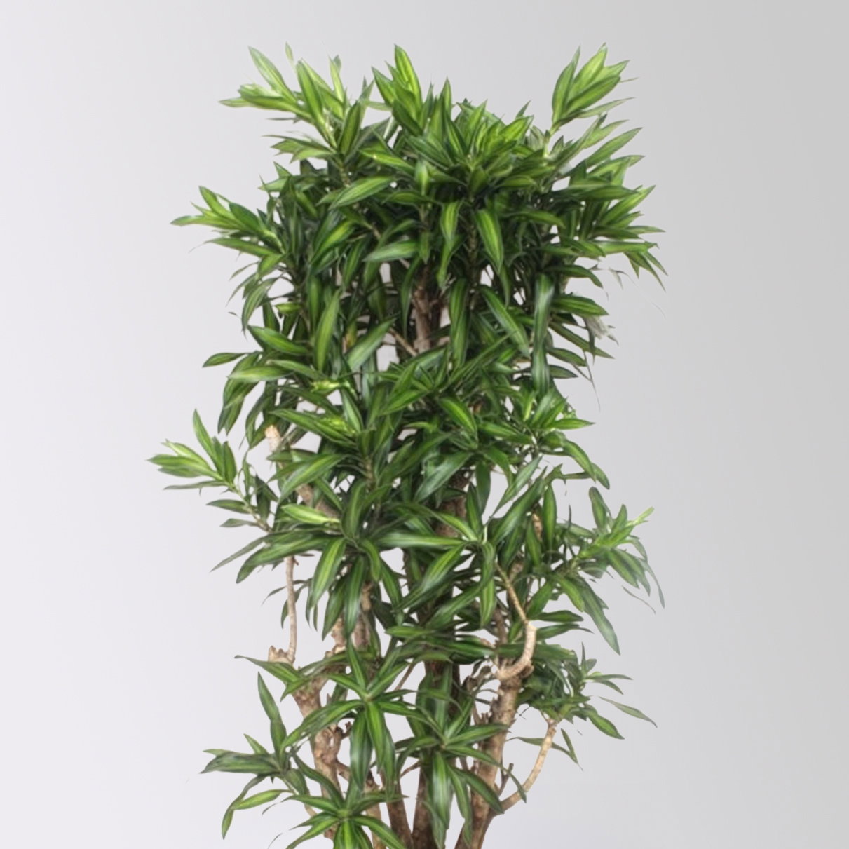 Drachenbaum 'Song of Jamaica', Topf-Ø 40 cm, Höhe ca. 150 cm