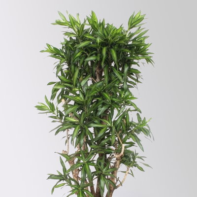 Drachenbaum 'Song of Jamaica', Topf-Ø 40 cm, Höhe ca. 150 cm