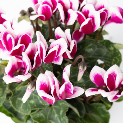 Alpenveilchen, 'Fantasia' lila-weiß, Topf-Ø 10,5 cm, 8 Pflanzen