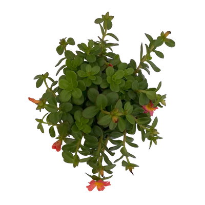 Portulakröschen, orange, Topf-Ø 12 cm, 6 Pflanzen Portulakröschen, orange, Topf-Ø 12 cm, 6 Pflanzen