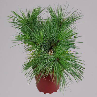 Schwerin-Kiefer, Höhe 40-60 cm, Topf 4 Liter, 2er-Set Schwerin-Kiefer, Höhe 40-60 cm, Topf 4 Liter, 2er-Set