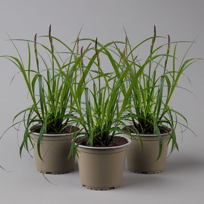 Bio Segge 'Ribbon Falls', dunkelgrün, Topf-Ø 12 cm, 3 Pflanzen