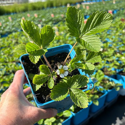 Bio Monats-Erdbeere Hummi® 'Weiße Fee', öftertragend, Topf 11x11 cm, 3 Pflanzen