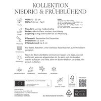 Kollektion kleinbleibende, frühblühende Blumenzwiebeln, 50 Blumenzwiebeln