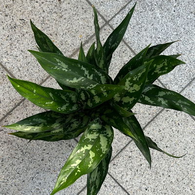 Aglaonema 'Maria', mit Übertopf Dallas weiß, Topf-Ø 12 cm Aglaonema 'Maria', mit Übertopf Dallas weiß, Topf-Ø 12 cm