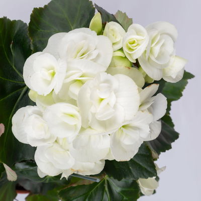 Elatior-Begonie, rosa & weiß, Topf-Ø 14 cm, Höhe ca. 20-27 cm, 4 Pflanzen