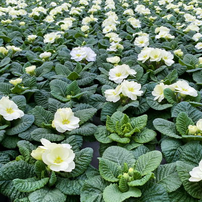 Primel 'Mojito', cremeweiß, Topf-Ø 11 cm, 8 Pflanzen Primel 'Mojito', cremeweiß, Topf-Ø 11 cm, 8 Pflanzen