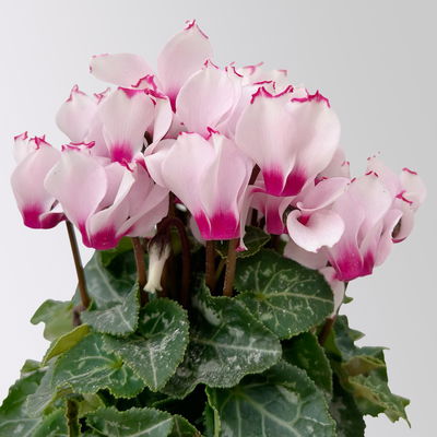 Alpenveilchen 'Exclusive® Victoria' weiss/rosa, Topf-Ø 10,5 cm, 4 Pflanzen