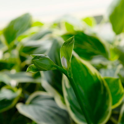 Bio Funkien 'So Sweet' weiß, Topf 11x11 cm, 3 Pflanzen Bio Funkien 'So Sweet' weiß, Topf 11x11 cm, 3 Pflanzen