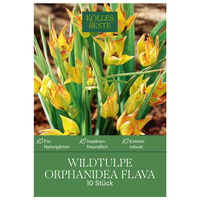 Wildtulpen 'Orphanidea Flava', gelb, 10 Blumenzwiebeln