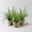 Buntes Lampenputzergras 'Sky Rocket', grün-weiß, Topf-Ø 13 cm, 3 Pflanzen