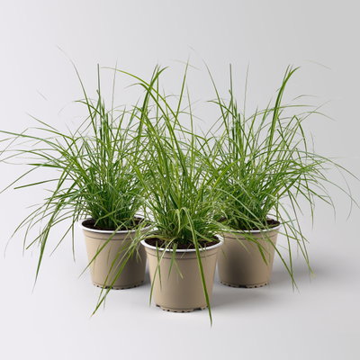 Buntes Lampenputzergras 'Sky Rocket', grün-weiß, Topf-Ø 13 cm, 3 Pflanzen Buntes Lampenputzergras 'Sky Rocket', grün-weiß, Topf-Ø 13 cm, 3 Pflanzen