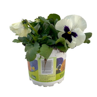 Stiefmütterchen, weiß, Sorte zufällig, Topf-Ø 13 cm, 6 Pflanzen