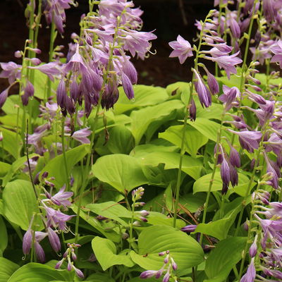 Bio Funkien 'August Moon' hellviolett, Topf 11x11 cm, 3 Pflanzen