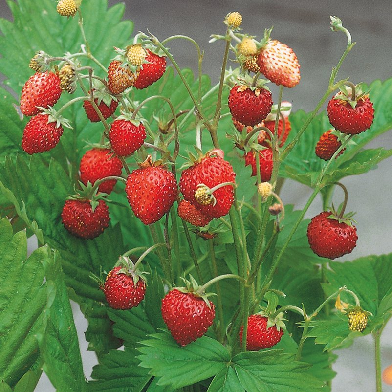 Kölle Bio Monats-Erdbeere, 3er-Set, Topf 9 cm