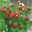 Kölle Bio Monats-Erdbeere, 3er-Set, Topf 9 cm