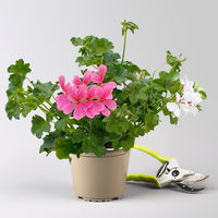 Geranie 'Villetta® Duo', neon rosa-weiß, hängend, Topf-Ø 14 cm, 4 Pflanzen Geranie 'Villetta® Duo', neon rosa-weiß, hängend, Topf-Ø 14 cm, 4 Pflanzen