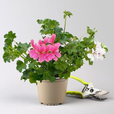 Geranie 'Villetta® Duo', neon rosa-weiß, hängend, Topf-Ø 14 cm, 4 Pflanzen Geranie 'Villetta® Duo', neon rosa-weiß, hängend, Topf-Ø 14 cm, 4 Pflanzen