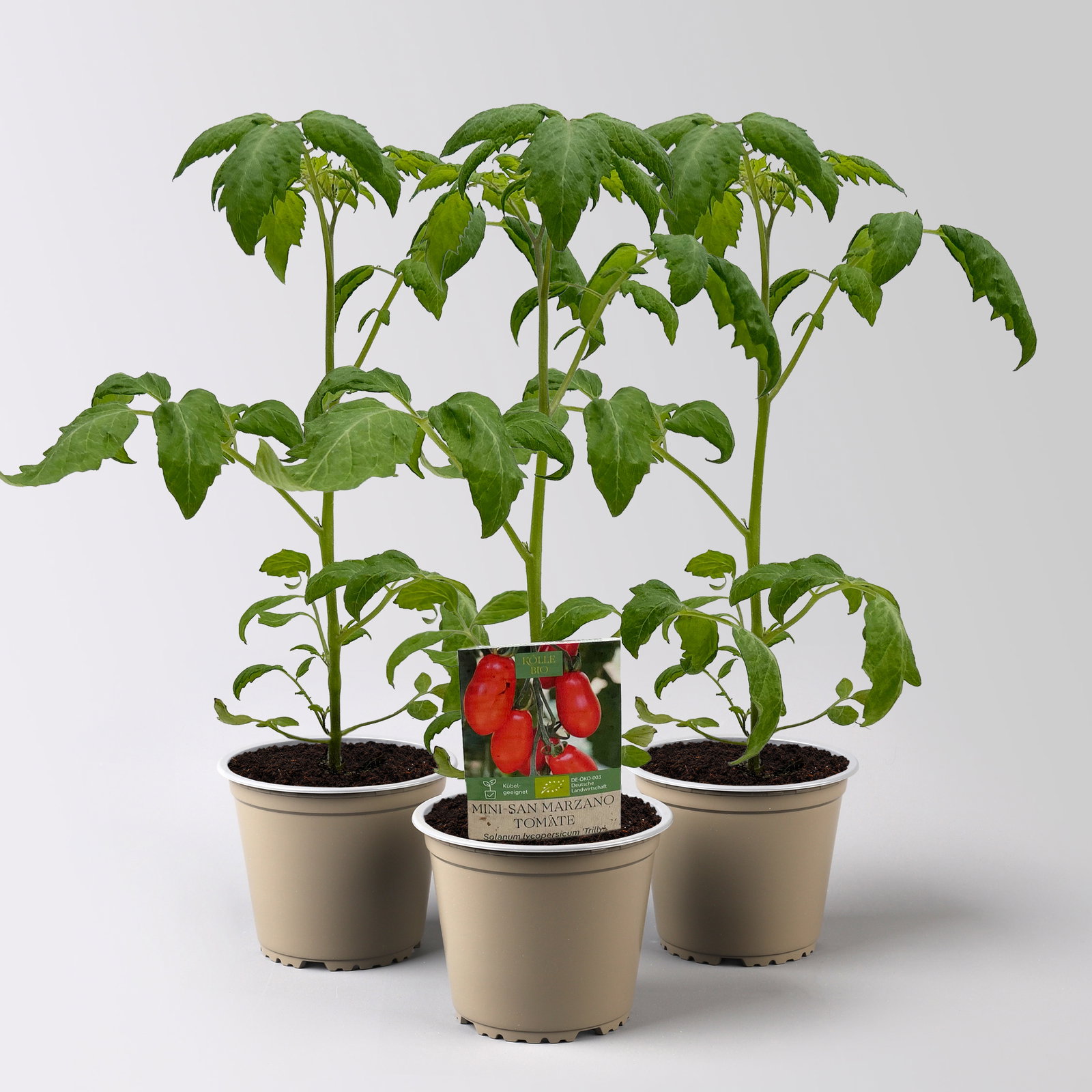 Bio Mini-San Marzano 'Trilly', Topf-Ø 12 cm, 3 Pflanzen