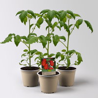 Bio Mini-San Marzano 'Trilly', Topf-Ø 12 cm, 3 Pflanzen