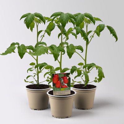 Bio Mini-San Marzano 'Trilly', Topf-Ø 12 cm, 3 Pflanzen