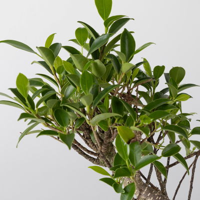 Bonsai in mediterraner Schale, Art zufällig, Topf-Ø 15 cm, Höhe ca. 30 cm Bonsai in mediterraner Schale, Art zufällig, Topf-Ø 15 cm, Höhe ca. 30 cm