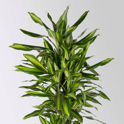 Duftender Drachenbaum 'Hawaiian Sunshine', Topf-Ø 27 cm, H: ca. 100 cm