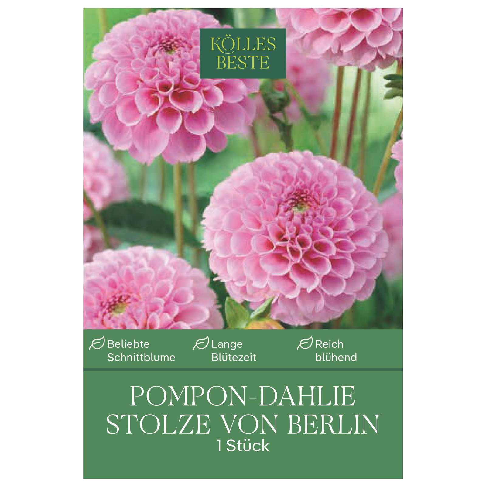 Kölles Beste Pompon-Dahlie 'Stolze von Berlin' rosa, 1 Blumenknolle
