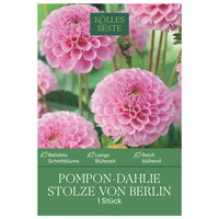 Kölles Beste Pompon-Dahlie 'Stolze von Berlin' rosa, 1 Blumenknolle