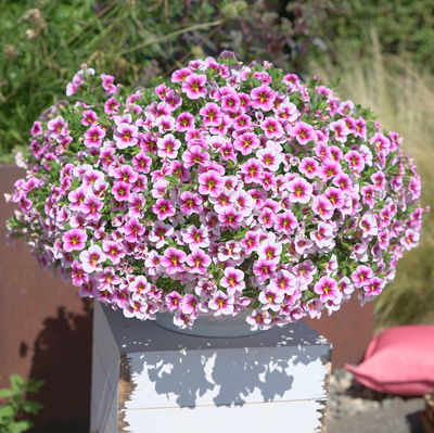 Zauberglöckchen 'Rave® Pink Barbados', rosa-pink-weiß, Topf-Ø 13 cm, 6 Pflanzen