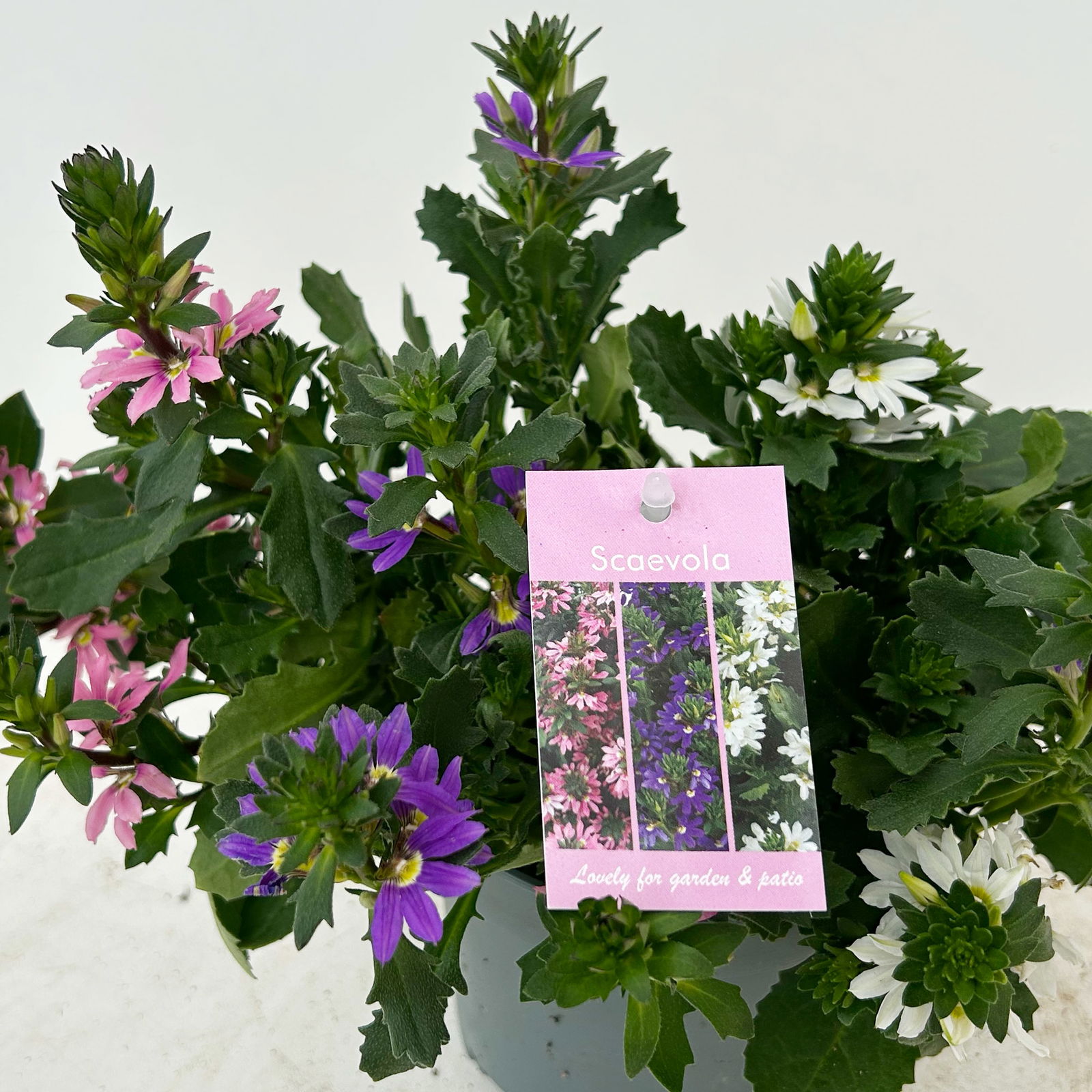 Fächerblume 'Trio', rosa-lila-weiß, Topf-Ø 12 cm, 6 Pflanzen Fächerblume 'Trio', rosa-lila-weiß, Topf-Ø 12 cm, 6 Pflanzen