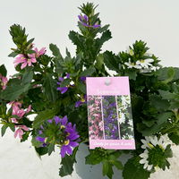 Fächerblume 'Trio', rosa-lila-weiß, Topf-Ø 12 cm, 6 Pflanzen Fächerblume 'Trio', rosa-lila-weiß, Topf-Ø 12 cm, 6 Pflanzen