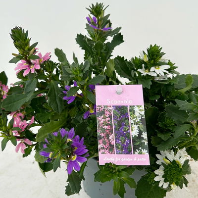 Fächerblume 'Trio', rosa-lila-weiß, Topf-Ø 12 cm, 6 Pflanzen Fächerblume 'Trio', rosa-lila-weiß, Topf-Ø 12 cm, 6 Pflanzen