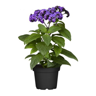 Vanilleblume lilablau, Topf-Ø 12 cm, 6er-Set